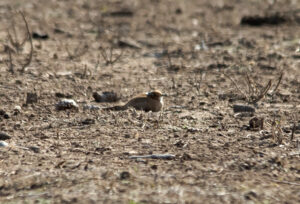 Burchell's Courser