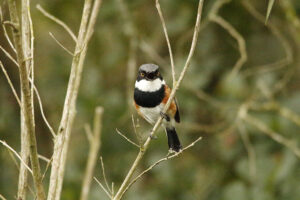 Cape Batis