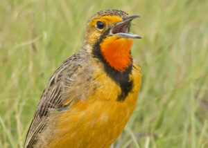 Cape Longclaw