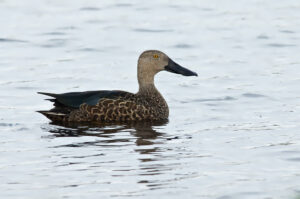 Cape Shoveler