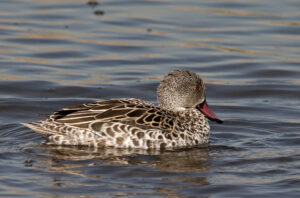 Cape Teal