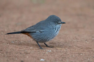 Chestnut-vented Warbler
