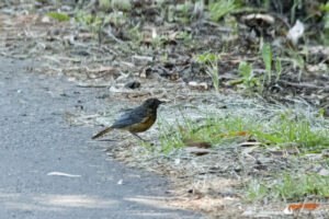 Chorister Robin-chat
