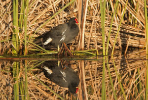 Common Moorhen