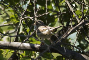 Common Whitethroat
