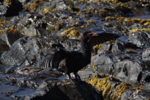 Crowned Cormorant