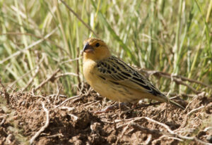 Cuckoo Finch