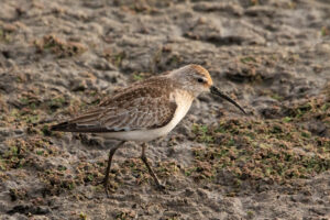 Curlew Sandpiper