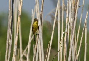 Dark-capped Yellow Warbler