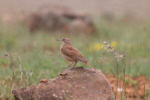 Eastern Long-billed Lark