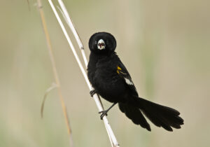 Fan-tailed Widowbird