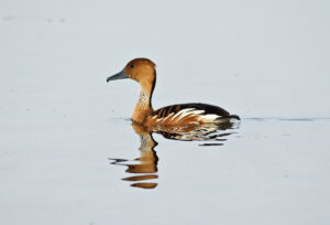 Fulvous duck