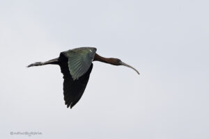 Glossy Ibis