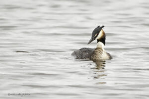 Great Crested Grebe