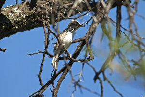 Great Reed Warbler