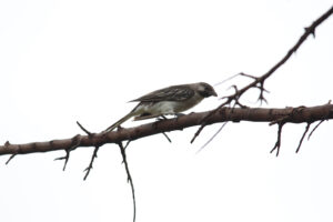 Greater Honeyguide