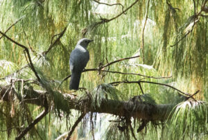 Grey Cuckoo-shrike