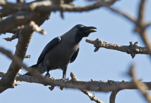 House Crow