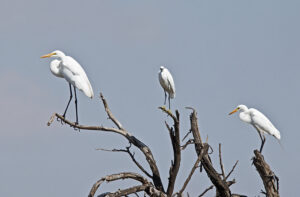 Intermediate Egret