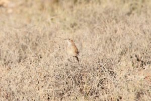 Karoo Long billed Lark
