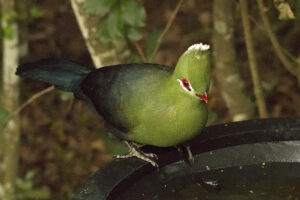 Knysna Turaco