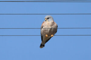 Lesser Kestrel