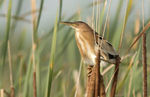 Little Bittern   