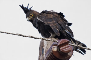 Long-crested Eagle