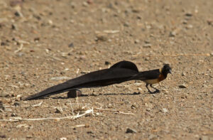 Long-tailed Paradise-whydah
