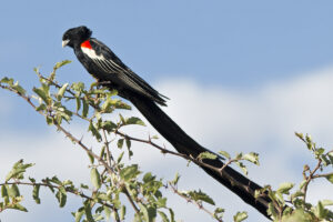 Long tailed widowbird