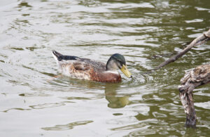 Mallard
