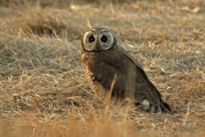 Marsh Owl