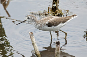 Marsh Sandpiper