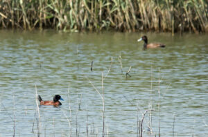 Moccoa Duck