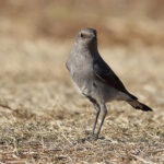 Mountain Chat 