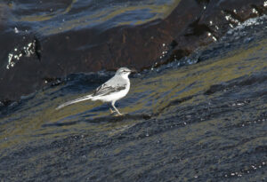 Mountain Wagtail