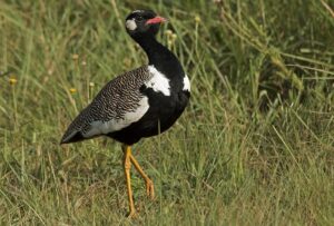 Northern Black Korhaan