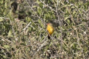 Orange-breasted Waxbill