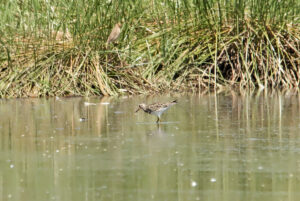 Pectoral Sandpiper