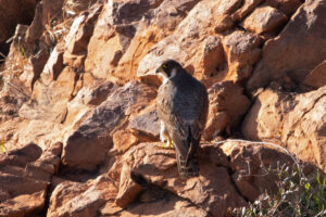 Peregrine Falcon