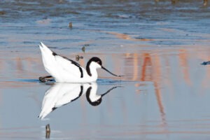 Pied Avocet