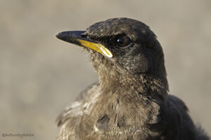 Pied Starling
