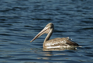 Pink-backed Pelican