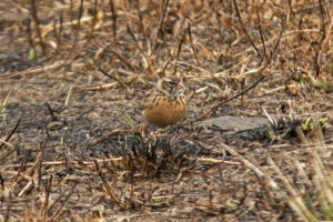 Pink-billed Lark