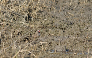 Quailfinch