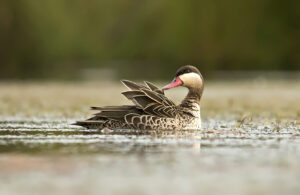 Red-billed Teal