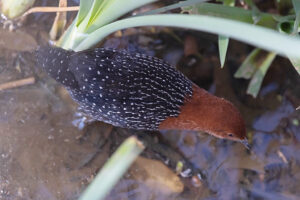 Red chested Flufftail
