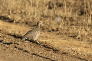 Red-winged Francolin