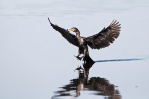 Reed Cormorant
