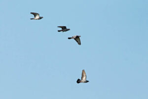 Rock Dove